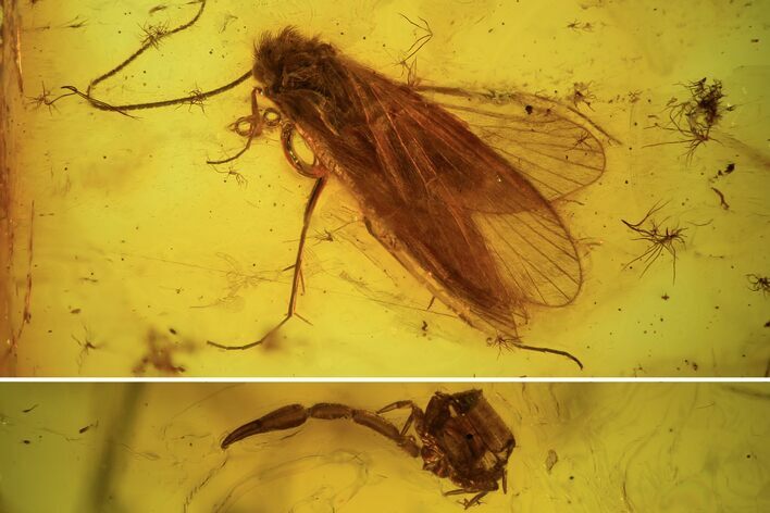 Caddisfly & Pseudoscorpion Parts Preserved In Baltic Amber #93897